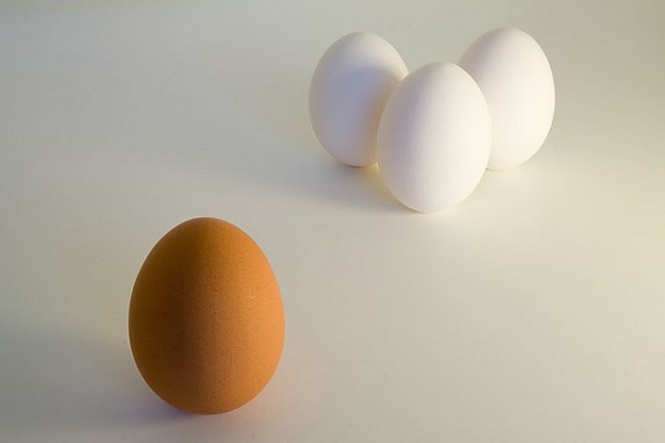 egg