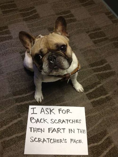 Top 25 des meilleurs « Dog Shaming » (ou quand les chiens Top 25 des meilleurs « Dog Shaming » (ou quand les chiens