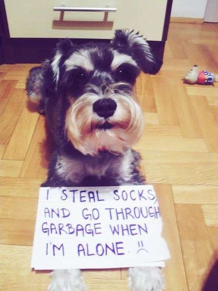 Top 25 des meilleurs « Dog Shaming » (ou quand les chiens Top 25 des meilleurs « Dog Shaming » (ou quand les chiens