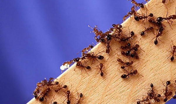 Fire_ants02