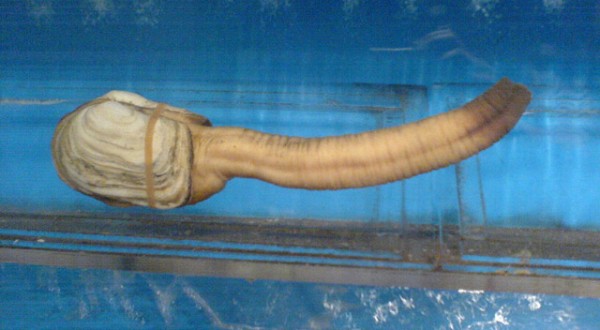 Panope-du-Pacifique-le-mollusque-sexy-photo-02-600x330.jpg
