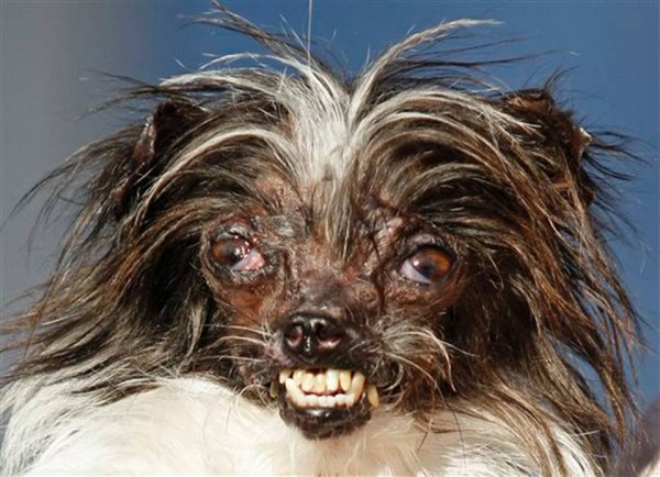 EN IMAGES. Sacré chien le plus moche du monde  24 juin 2013  L'Obs 