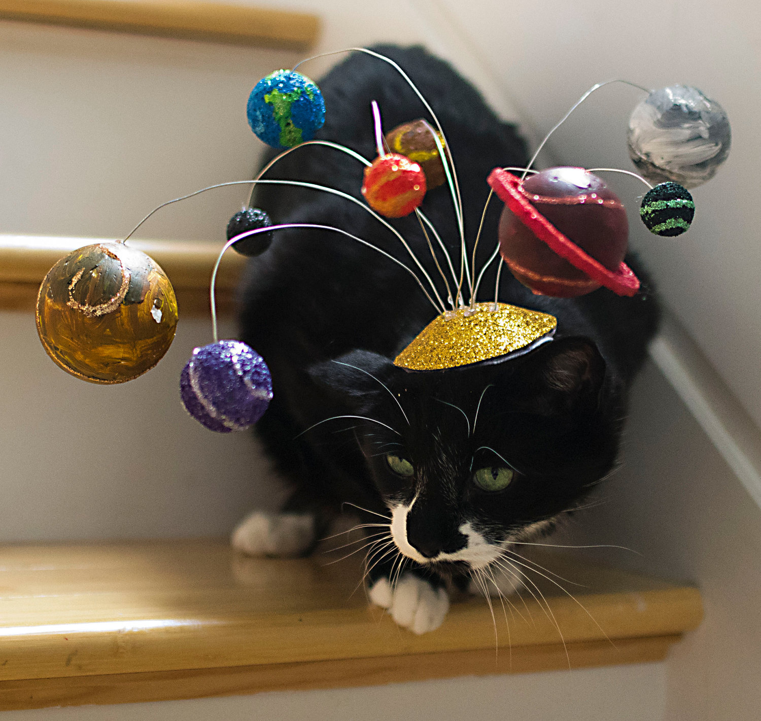 Un chapeau pour chat système solaire | Topito Un chapeau pour chat système solaire | Topito