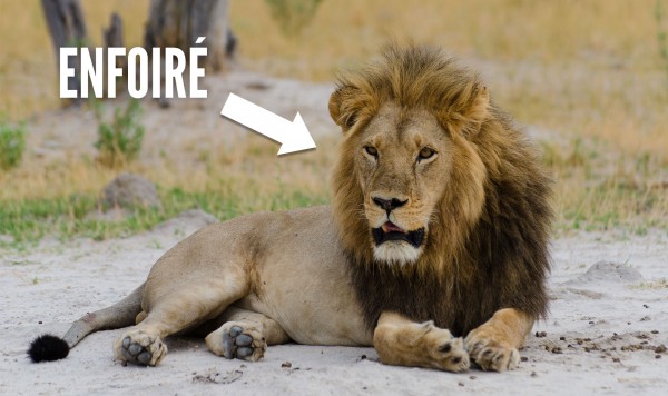 une-lion-2