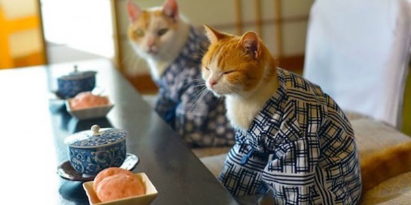 RÃ©sultats de recherche d'images pour Â«Â image chat en kimonoÂ Â»