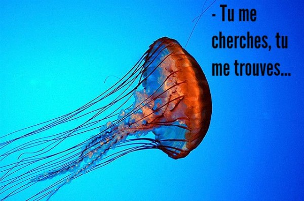 couv meduse