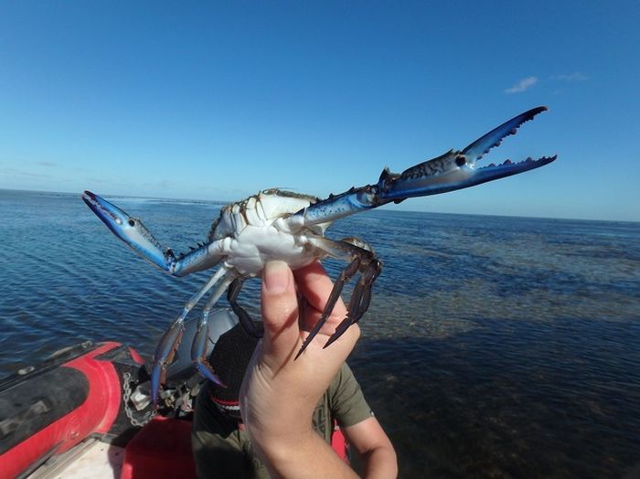 photoshop-battle-crabe-1