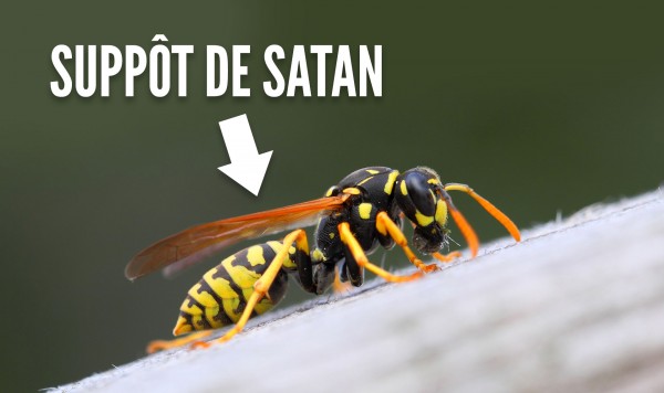 une-guepe