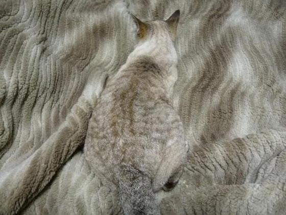 http://media.topito.com/wp-content/uploads/2015/10/cat-camouflage.jpg
