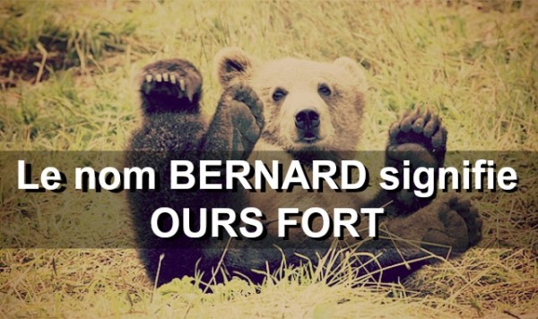 brown-bear-529096_640