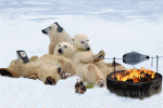 polar 2