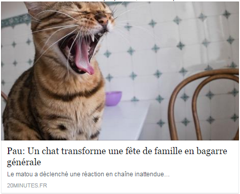 Chat perigueux