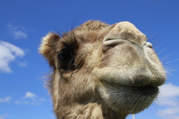 camel-852189_960_720