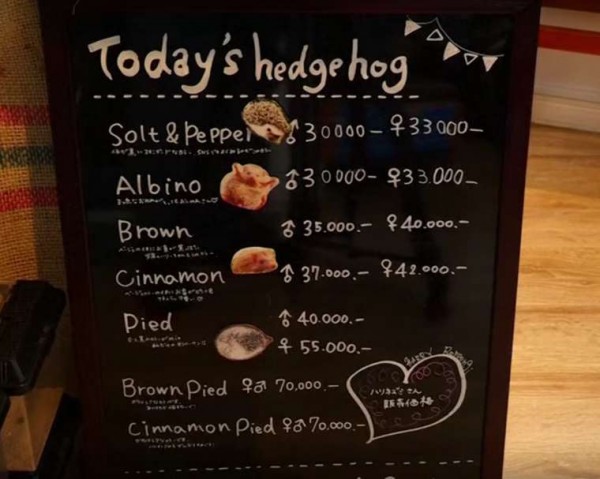 Harry-Cafe-Harinezumi-tokyo-2
