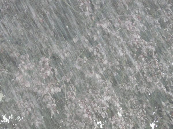 downpour-8823_960_720