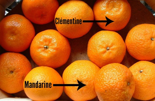 clementine