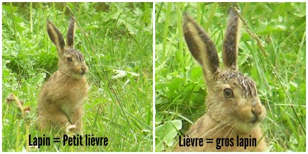 lievre