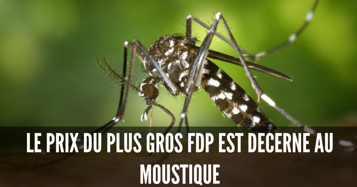 origine du mot pute hollande fils de pute origine du mot pute hollande fils de pute