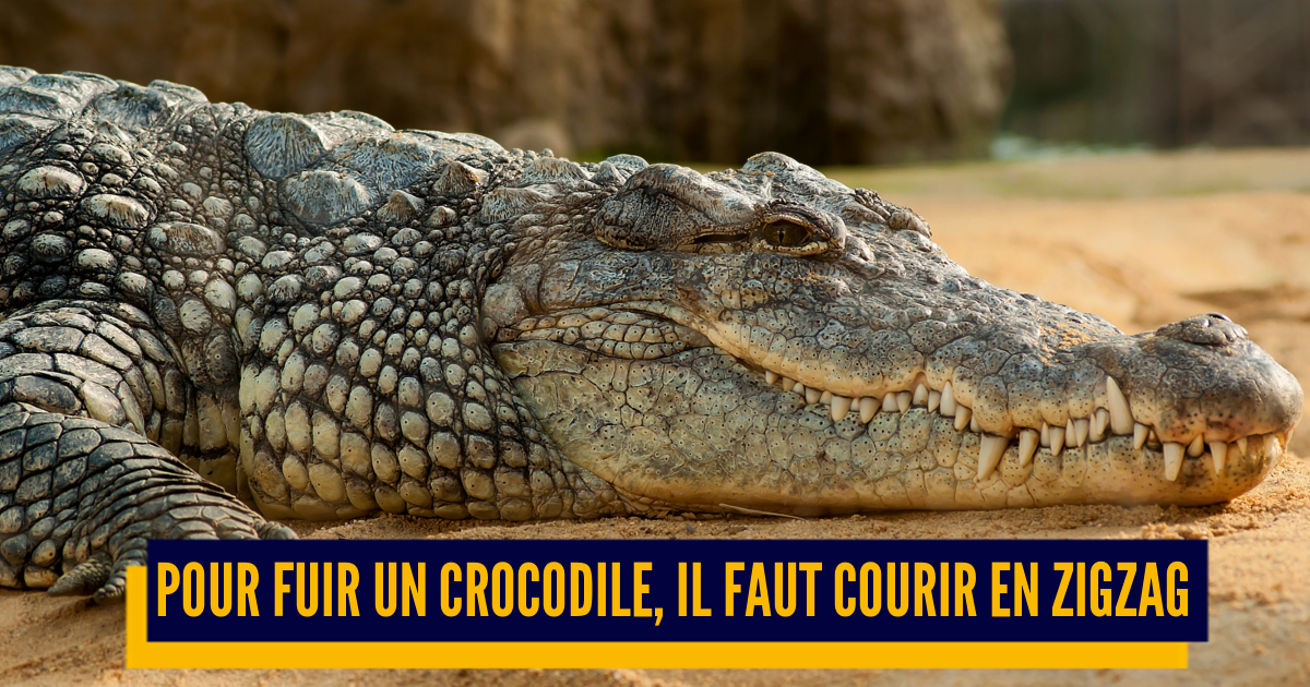 que fait un crocodile quand il en rencontre un autre