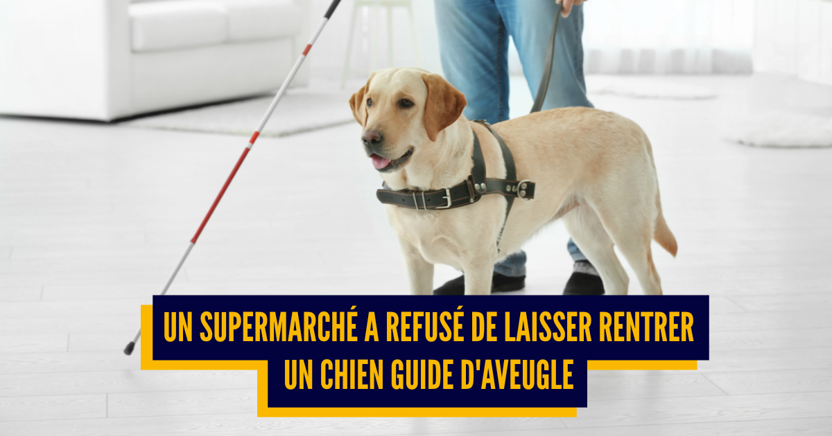 Top 12 des galères quand tu es chien guide d'aveugle, un Top 12 des galères quand tu es chien guide d'aveugle, un