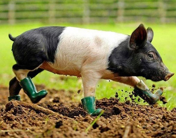quel animal gambade