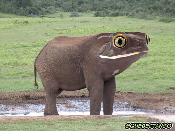 éléphant grenouille_resultat