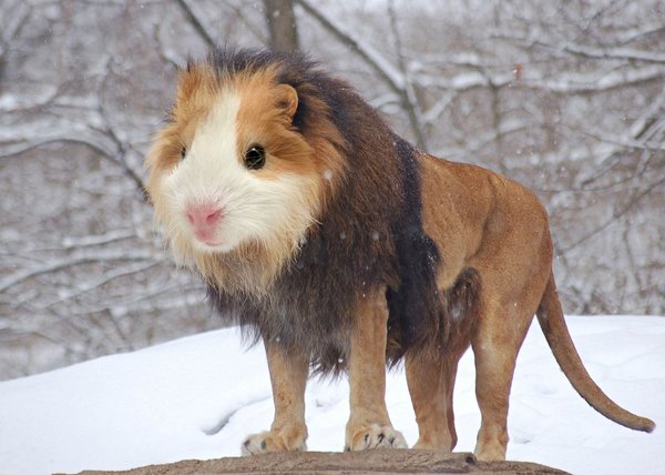 Animal2