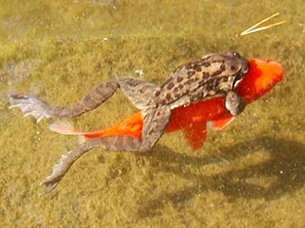 grenouille poisson