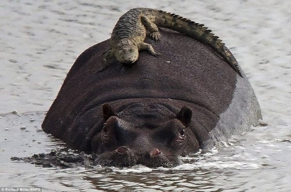 hippo crocodile