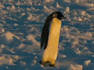 Penguin Slip