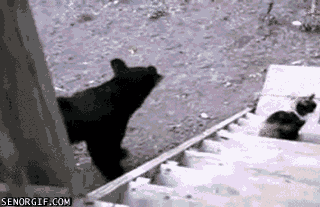 Scared Bear