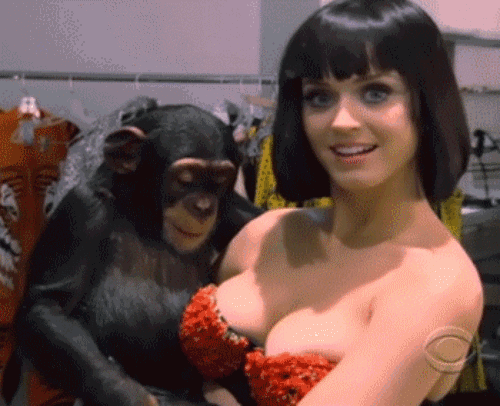 glorious-boobs-gifs-monkey