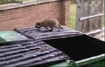 raccoon_jump_from_dumpster-82605