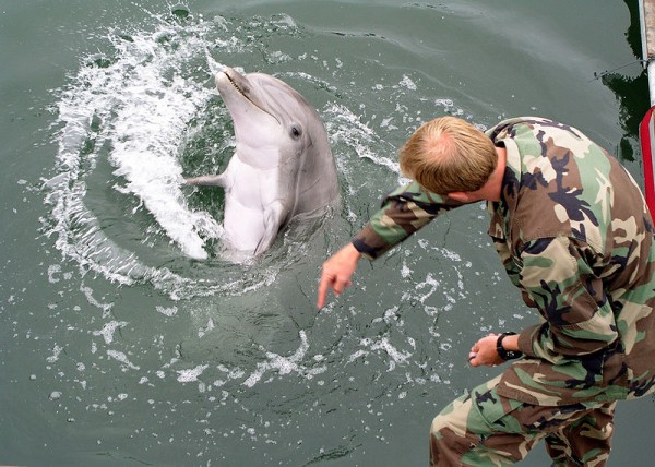 800px-Military-trained-dolphin