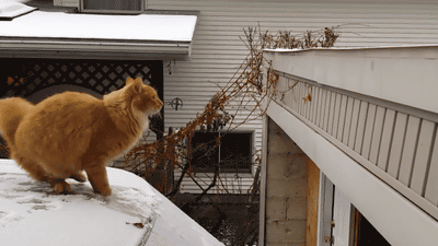 chat_neige