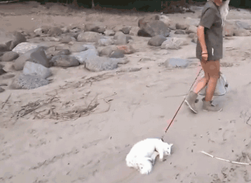 cat-leash-walk-beach-dragging-9VKj
