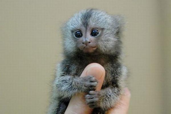 smallest-monkey-in-the-world