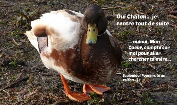canard