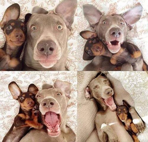 chiens.selfie