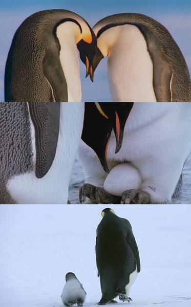 marche des pingoins