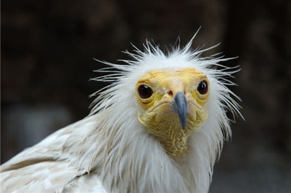 257198-vautour-percnoptere_resultat