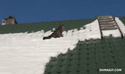 dumb-cat-walking-on-a-snowy-roof-fail