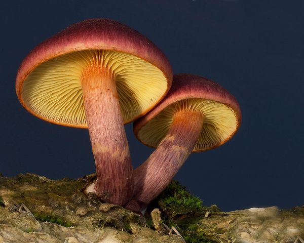 Gymnopilus purpuratus_resultat