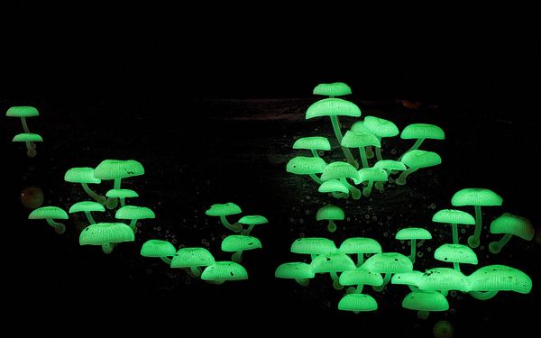 Mycena chlorophos_resultat
