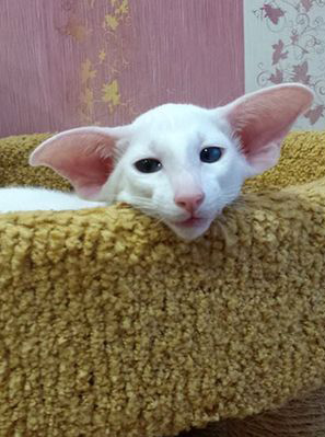 DobbyChat