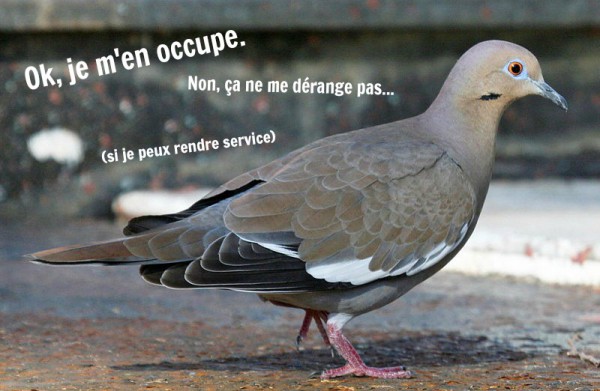 pigeon