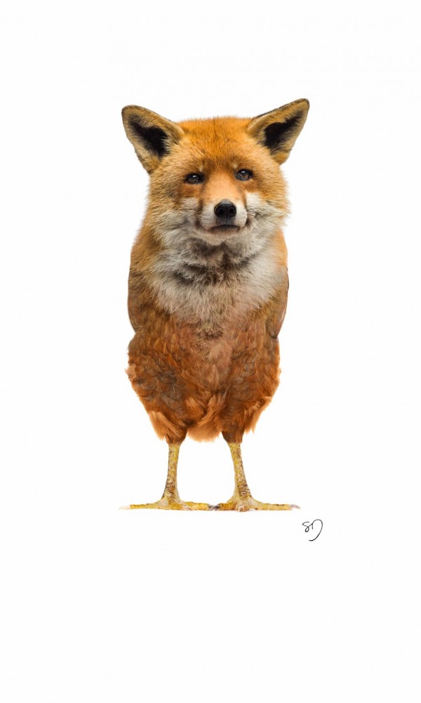 Fox-Chicken