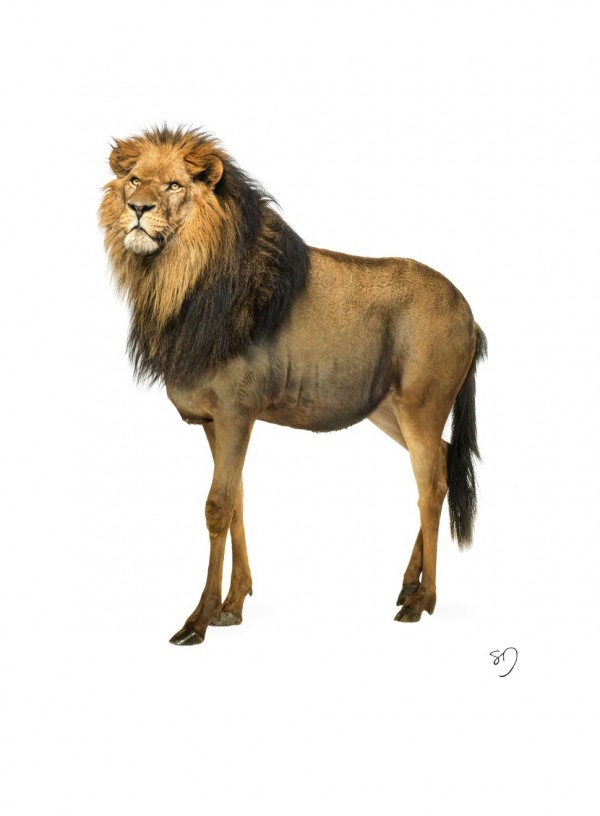 LionWildebeest