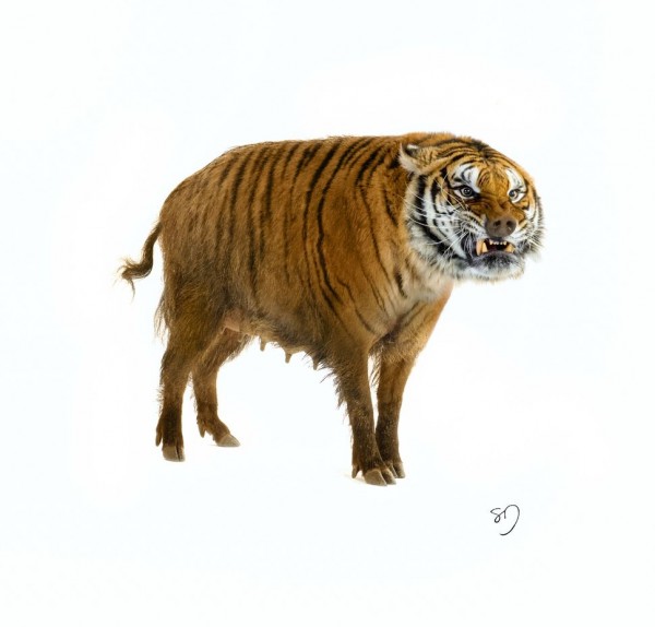 TigerBoar