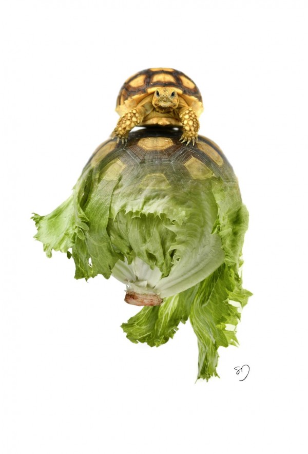 TurtleCabbage